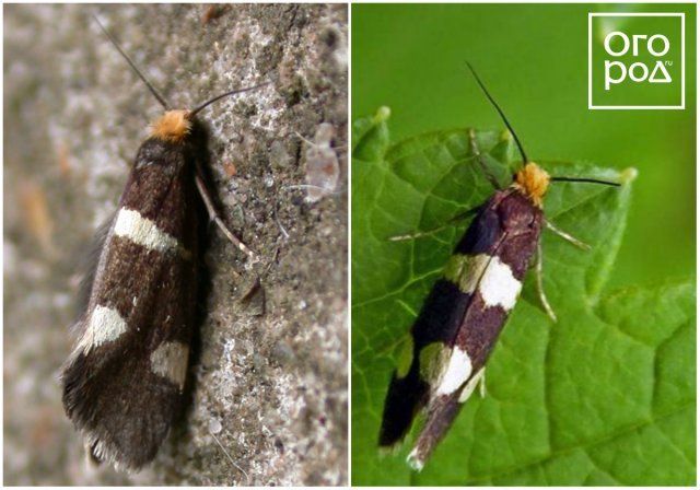 Вредители смородины и крыжовника – фото, описание, чем обработать кусты садоводство