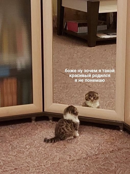 Смешные и забавные котоМЕМЫ  