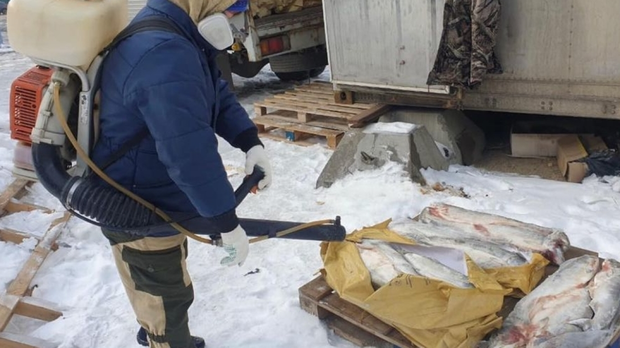 В Приморье сожгли пять тонн потенциально опасной рыбы