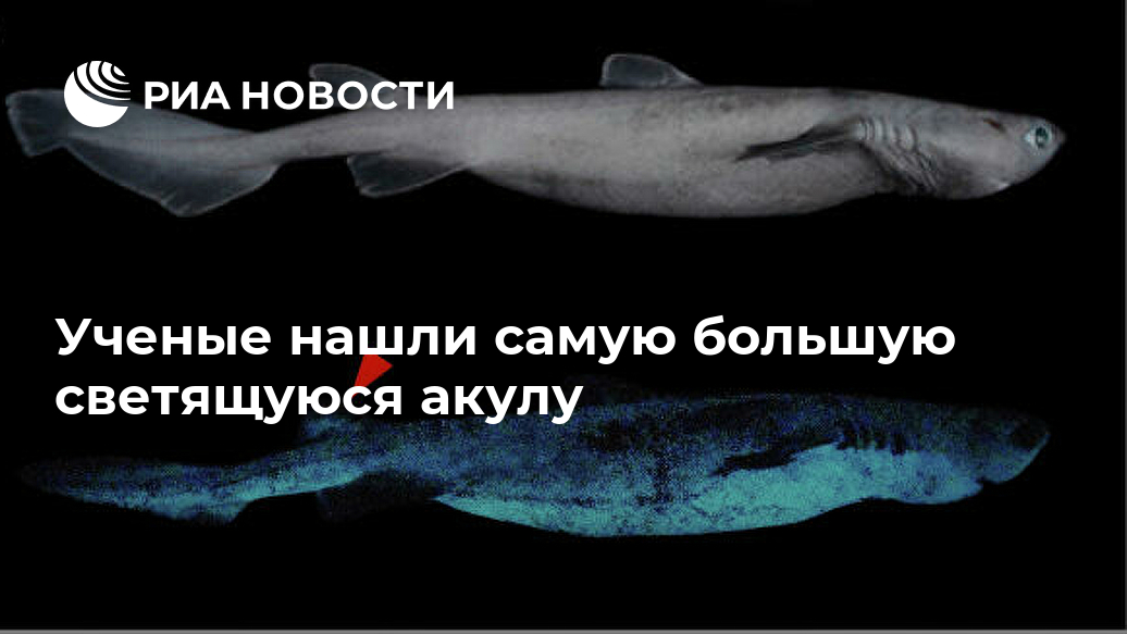 Ученые нашли самую большую светящуюся акулу Лента новостей