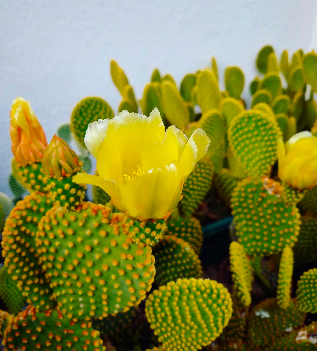 10 кактусов с потрясающими жёлтыми цветами цветы, жёлтые, кактус, часто, можно, которые, обычно, кактуса, вырастают, верхушке, появляются, только, кактусов, нежные, цветёт, жёлтыми, увидеть, чтобы, примерно, Копьяпоа