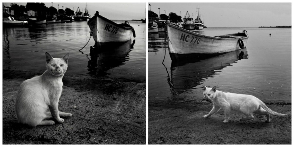 Чёрно-белые снимки с элегичными мотивами 