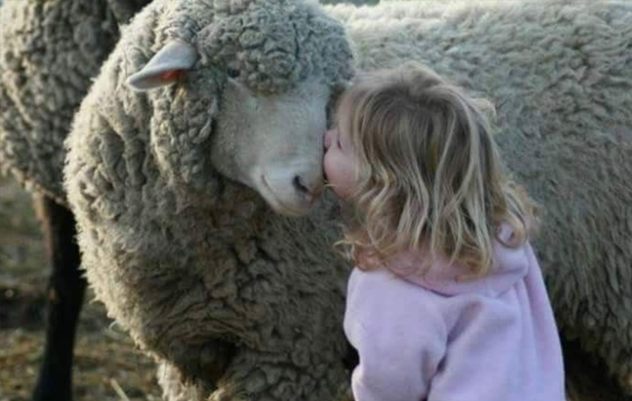 Погладить и съесть: в Дании открылся первый детский зоопарк-ресторан