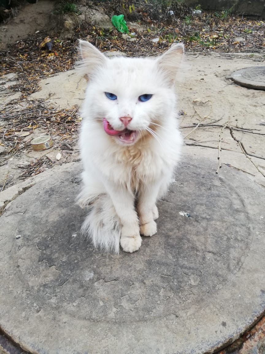 белый кот