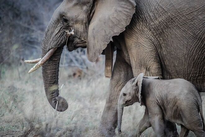О причинах массовой гибели слонов Ботсваны рассказал эколог Шкрадюк