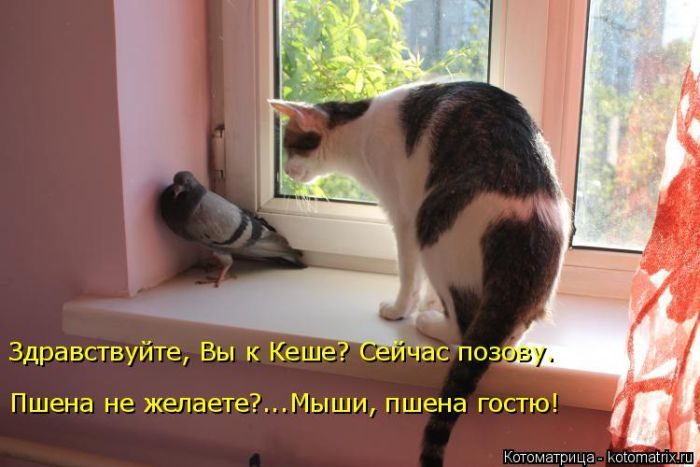 Лучшие котоматрицы за прошедшую неделю
