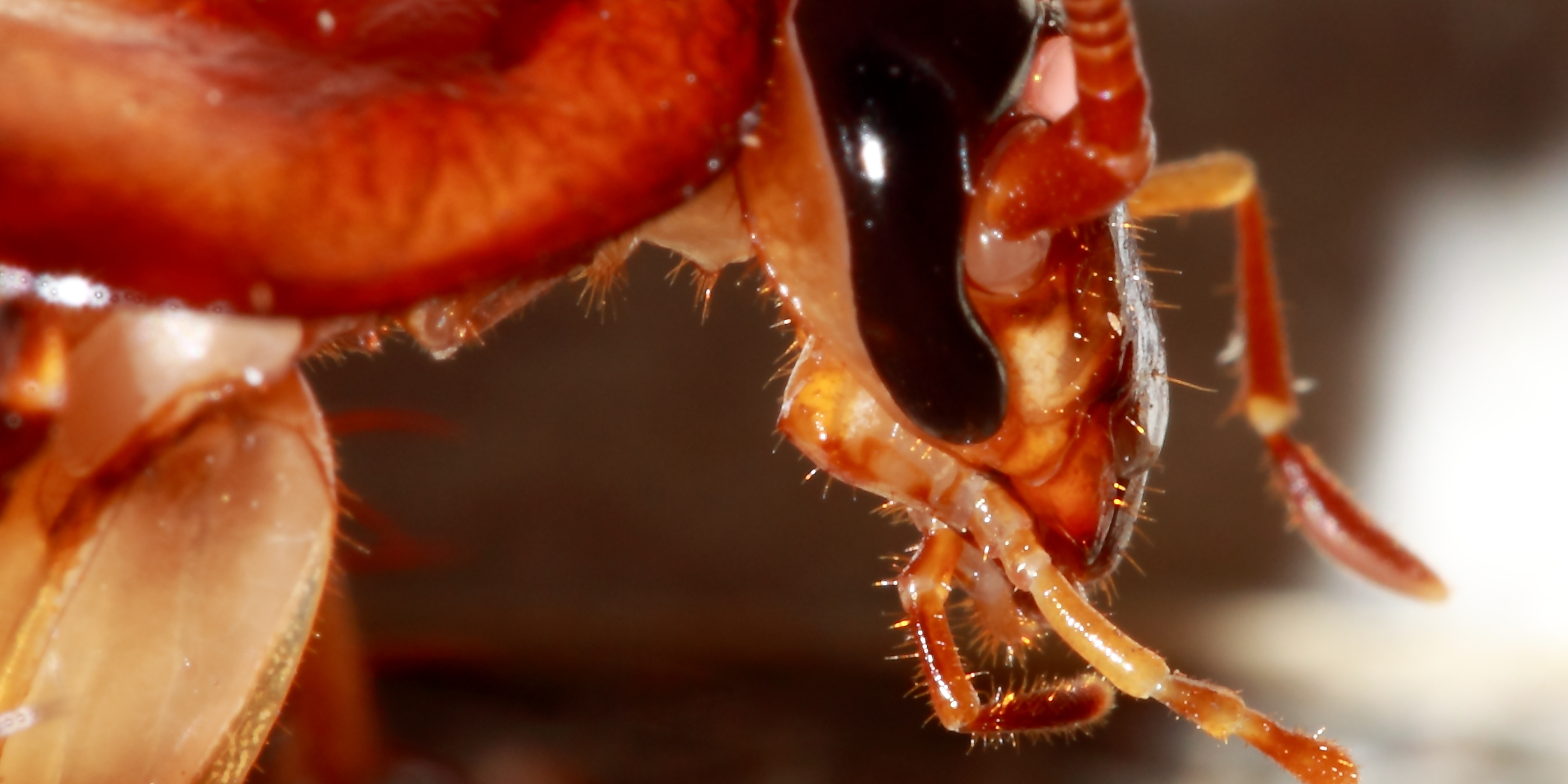 9 фактов о тараканах, от которых становится не по себе интересные факты,насекомые