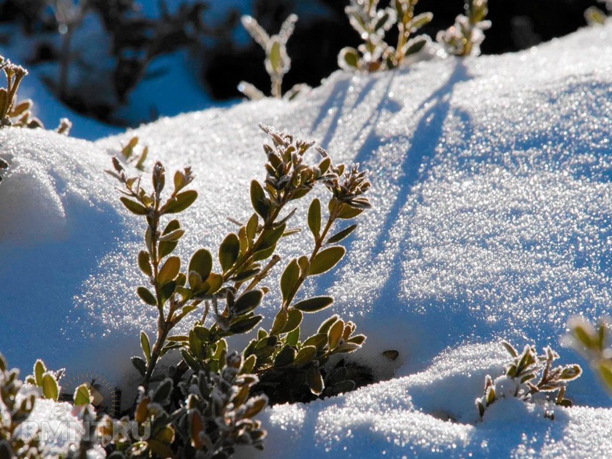 Защита сада и огорода от морозов: утепление снегом