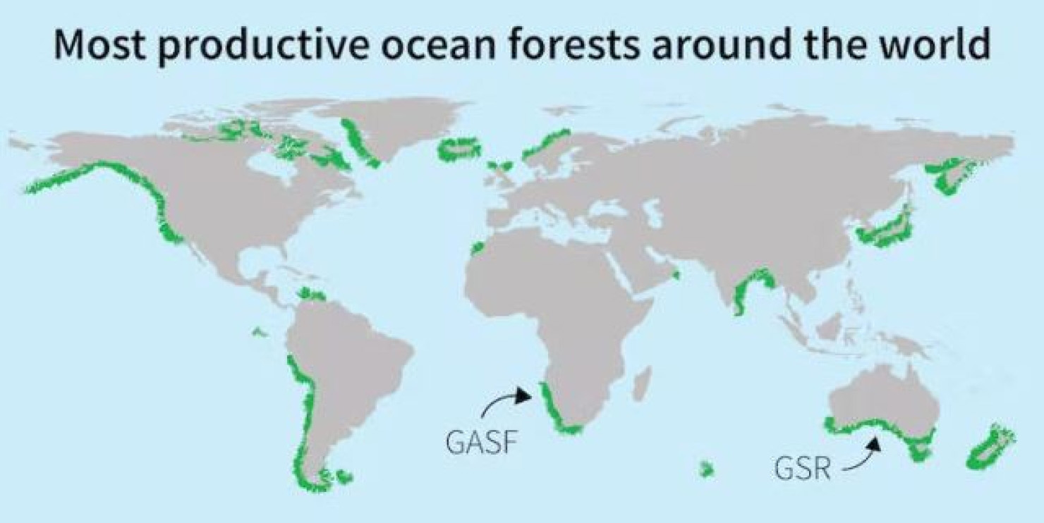 На дне океана у побережья Африки есть подводный лес размером больше Амазонии: видео водорослей, подводные, Амазонии, морских, Скорость, зарослей, бамбуковых, структурой, самой, обеспечивается, роста, растения, вытягивают, наземные, многие, активнее, растут, метров httpwwwyoutubecomwatchvyPdgd852RoИ, высоты, достигают