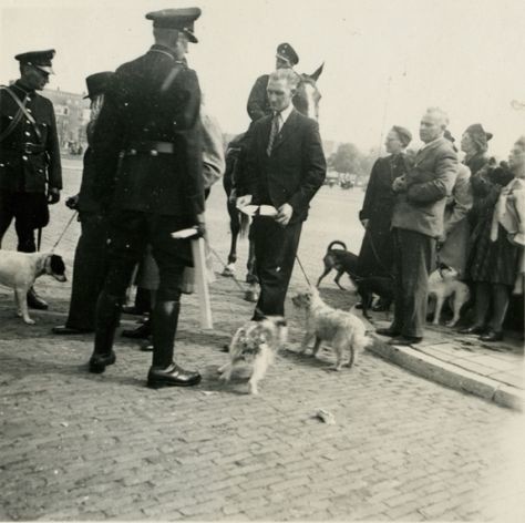 Июль 1942 года. Немцы приказали сдать собак. Сбор собак на Олимпийском стадионе в Амстердаме. история, люди, фотографии