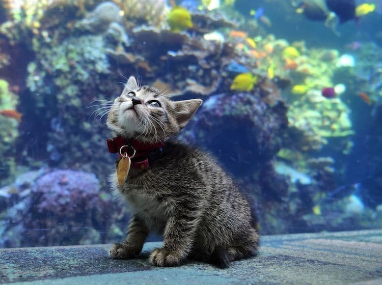 Аквариум Джорджии приглашает котят и щенков на экскурсии во время карантина животные,природа,Путешествия,фото