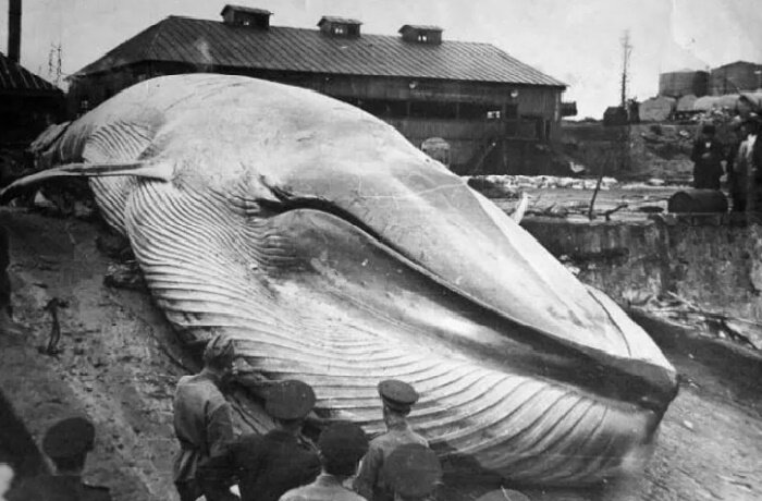 Синий кит, выброшенный цунами / Фото: englishrussia.com