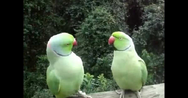 Самая забавная парочка попугаев беседует. Насмеялся от души!