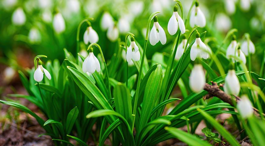 Подснежники: все секреты выращивания от посадки до цветения Galanthus, галантус, подснежника, подснежник, подснежников, Подснежник, МЕСТО, высотой, подснежники, Воронова, зеленые, Эльвеза, природе, белые, белоснежный, Красную, длиной, средней, которые, сожалению