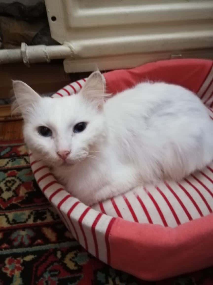 кот отдыхает