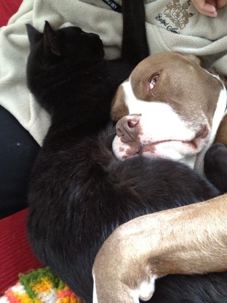 20+ примеров того, как кошки и собаки нашли друг в друге лучших друзей 20+ примеров того, как кошки и собаки нашли друг в друге лучших друзей