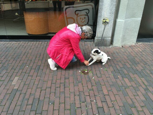 Много ли надо для собачьего счастья? не всё так грустно