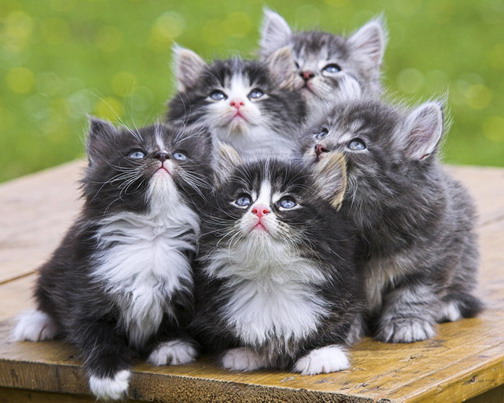 Подборка классных фотографий с милыми котятами для улыбки и хорошего настроения 
