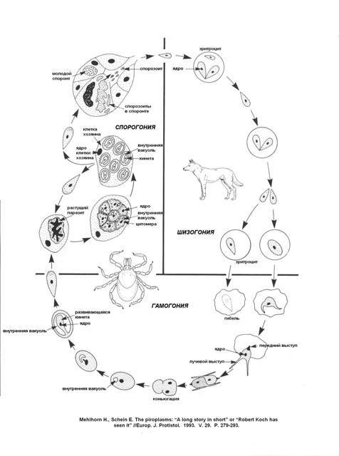 цикл развития пироплазмы