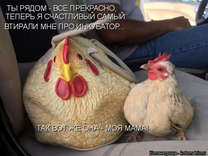 Лучшие котоматрицы за прошедшую неделю