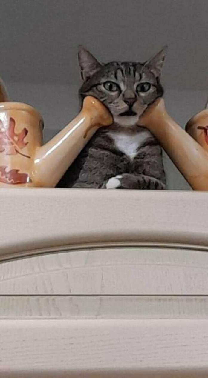 Без кота и жизнь не та