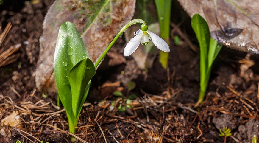 Подснежники: все секреты выращивания от посадки до цветения Galanthus, галантус, подснежника, подснежник, подснежников, Подснежник, МЕСТО, высотой, подснежники, Воронова, зеленые, Эльвеза, природе, белые, белоснежный, Красную, длиной, средней, которые, сожалению