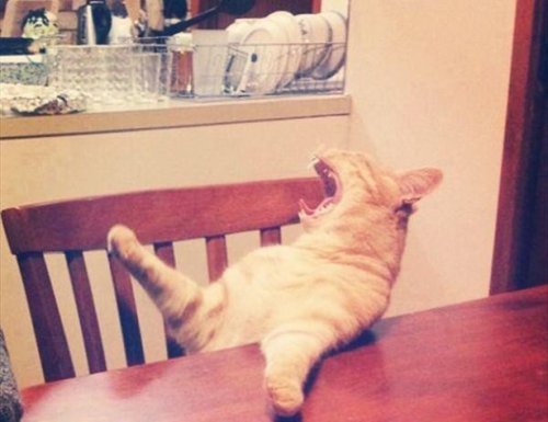 КОТОприколы 