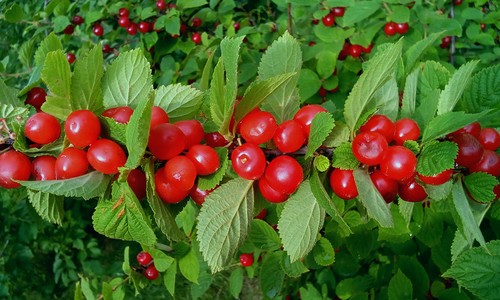 Вишня войлочная - сорта. Вишня войлочная - сорта.