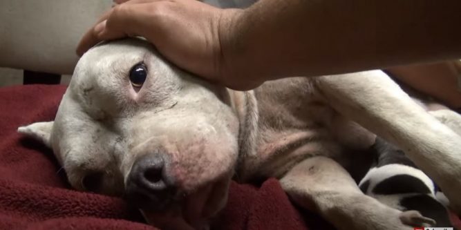 5-stray-pit-bull-puppies-667x333