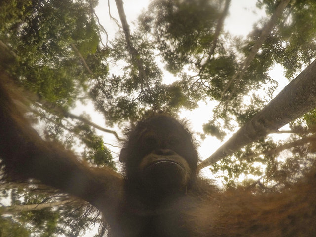 orangutang-ukral-kameru-u-turista-i-sdelal-mnozhestvo-selfi_004