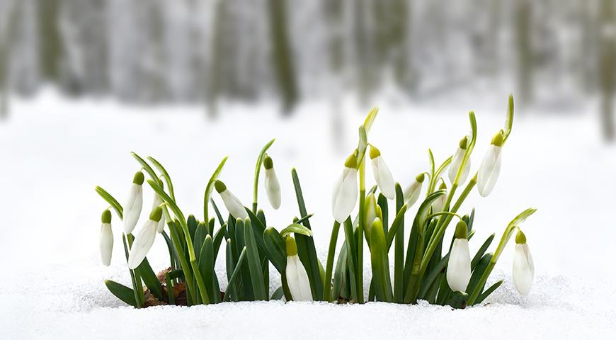 Подснежники: все секреты выращивания от посадки до цветения Galanthus, галантус, подснежника, подснежник, подснежников, Подснежник, МЕСТО, высотой, подснежники, Воронова, зеленые, Эльвеза, природе, белые, белоснежный, Красную, длиной, средней, которые, сожалению