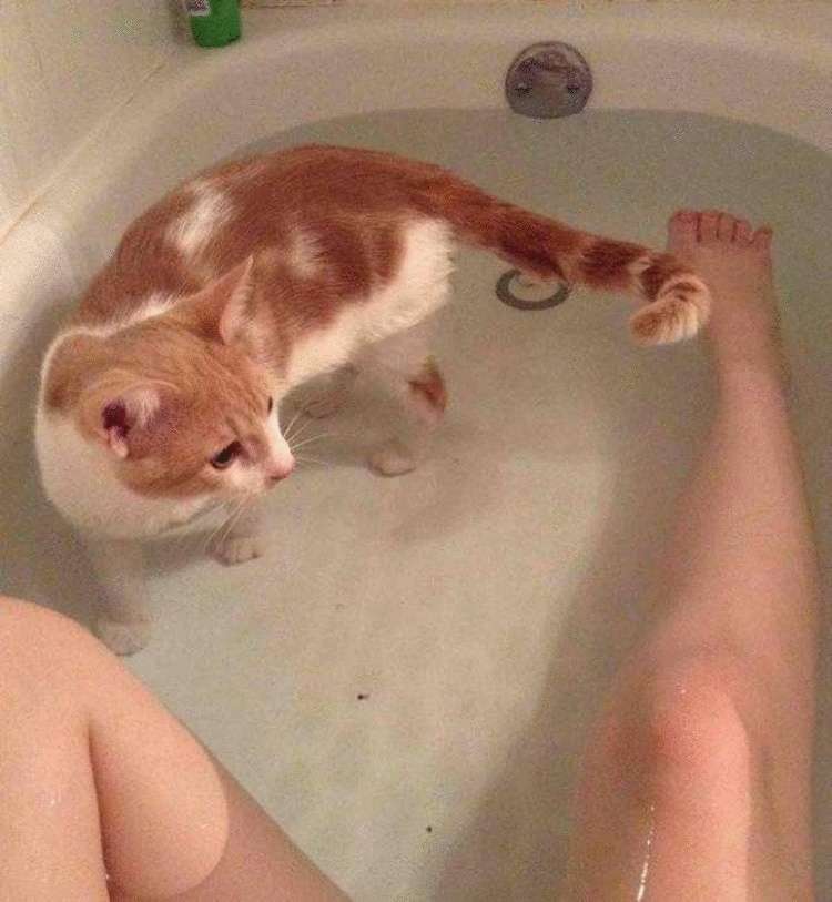 Кто сказал, что коты не любят воду картинки,супер