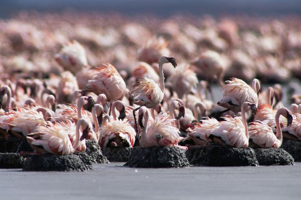 Красное озеро Натрон (Lake Natron)