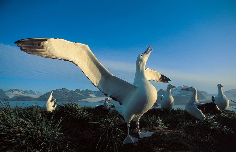 Каким образом альбатросы помогают ученым отслеживать браконьеров