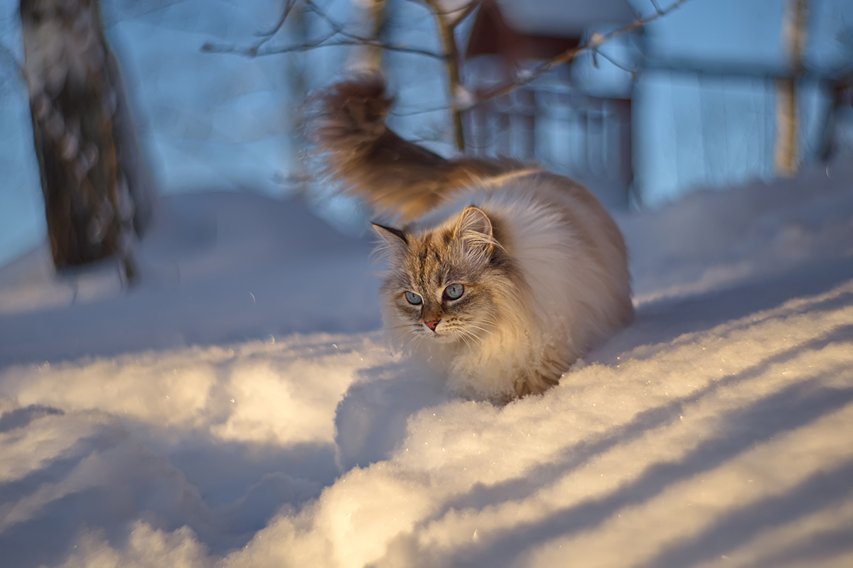 Зимний фотопозитив 