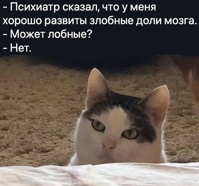 Смешные и забавные котоМЕМЫ  