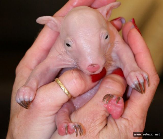 newborn-wombats_006