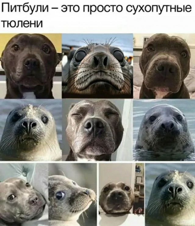 Интернет мемы в понедельник и что водит дьявол Интернет мемы в понедельник и что водит дьявол