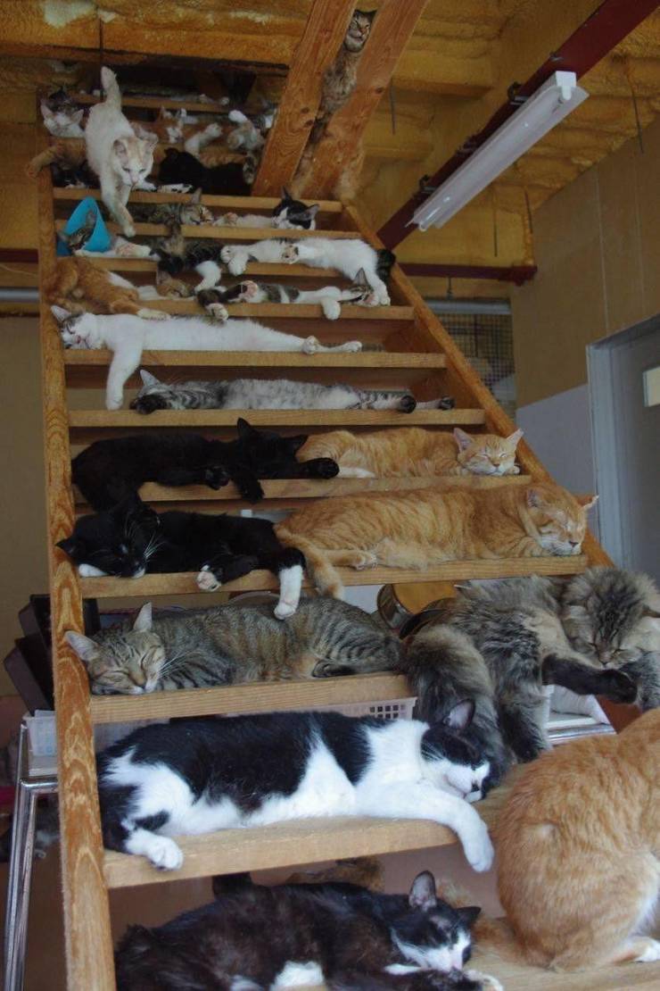 Подборка прикольных картинок  приколы,смешные картинки,юмор