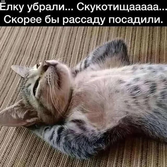 Смешные и забавные котоМЕМЫ  