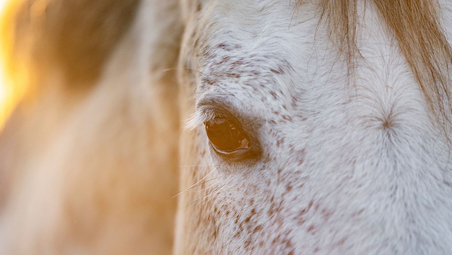 5 интересные фактов о лошадях лошади, лошадей, лошадь, животные, находки, особенно, видит, почти, лучше, своим, становясь, настоящим, мудрецом, символом, говорят, зверей, существ, мифических, накапливает, изображениями