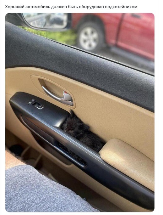 Смешные и забавные котоМЕМЫ  