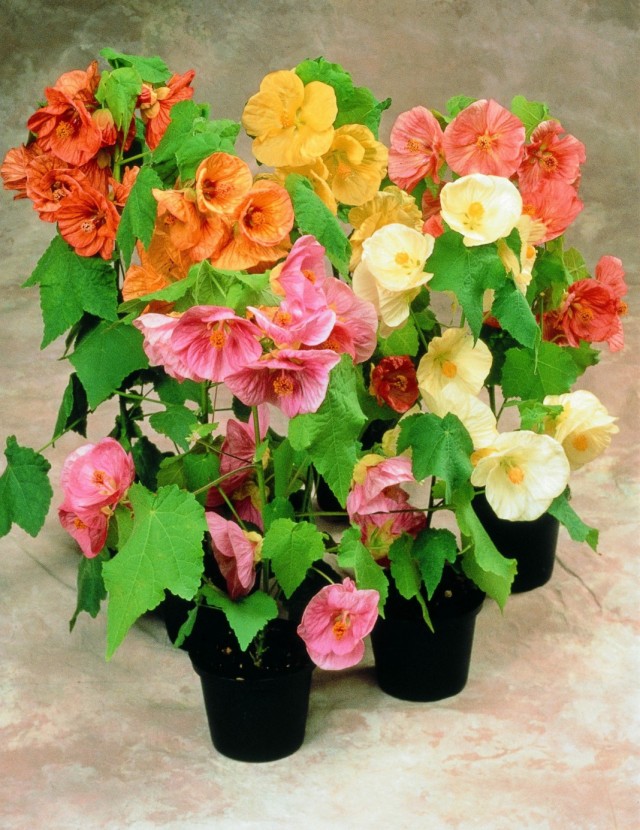 Абутилон (Abutilon)