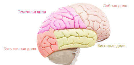 Регулярно читающие люди имеют более развитые теменную и затылочную доли