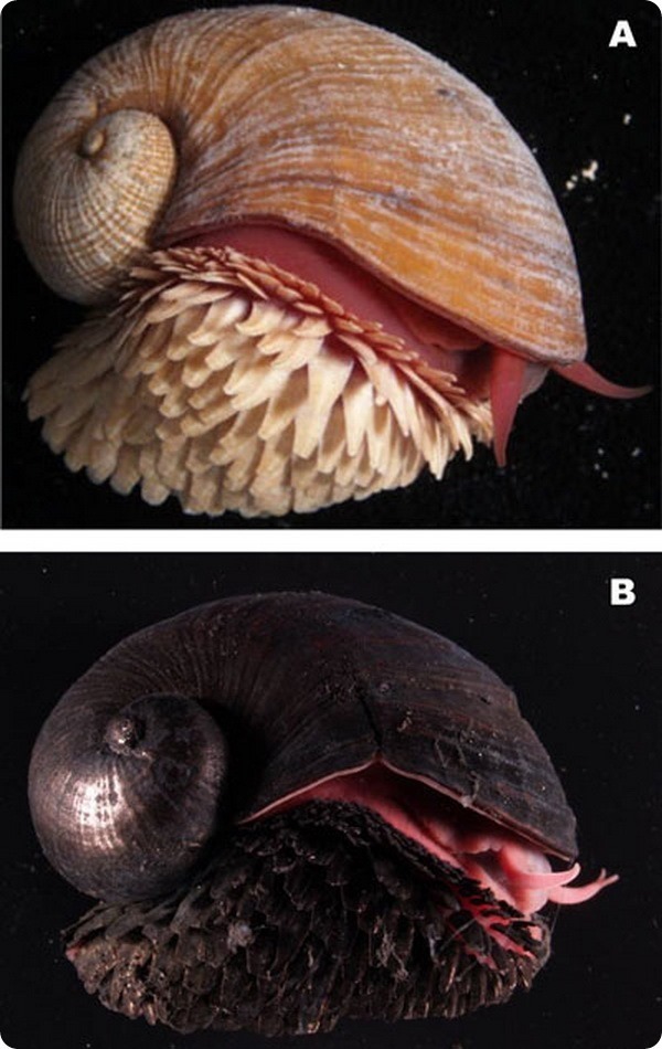 Единственная и неповторимая: улитка с шипами, раковина которой состоит из железа 