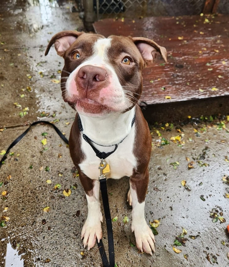 Подслушано... теперь истории про пёселей Подслушано... теперь истории про пёселей