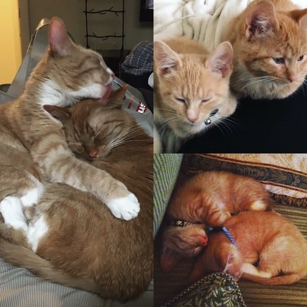 Когда я был котёнком: коты воссоздают свои детские фото до и после, животные, коты, кошки, мило, питомцы, сравнение, фото