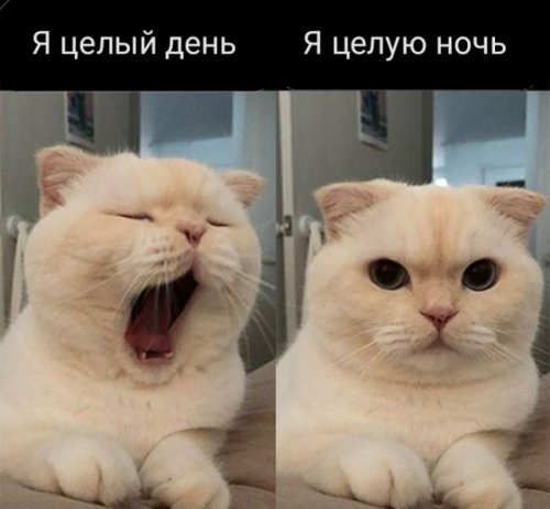 Хорошее настроение в прикольных картинках Хорошее настроение в прикольных картинках