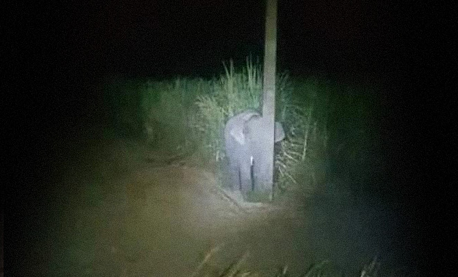 Слон пришел на участок воровать еду, а потом спрятался за столбом, чтобы его не увидели сторожа