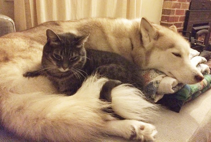 20+ примеров того, как кошки и собаки нашли друг в друге лучших друзей 20+ примеров того, как кошки и собаки нашли друг в друге лучших друзей
